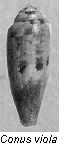 C. viola